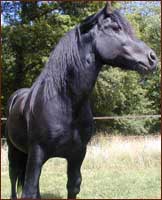 storne